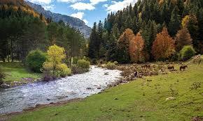 Cálamo: de que me he comido un bosque